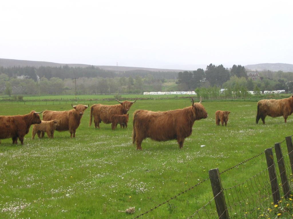 Highlander Hotel 'A Bespoke Hotel' Newtonmore Exterior foto